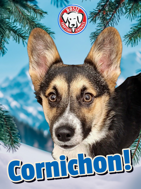    Animatch