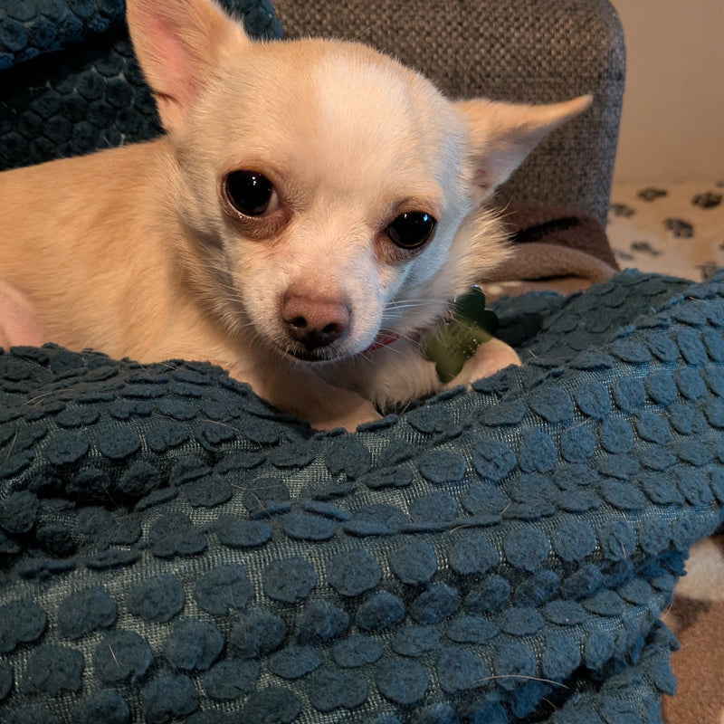 King Chihuahua Reserved Animatch