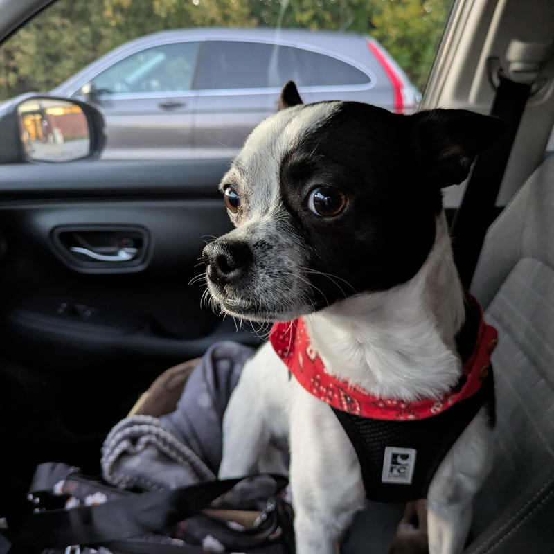 Lion Chihuahua croisé Reserved Animatch