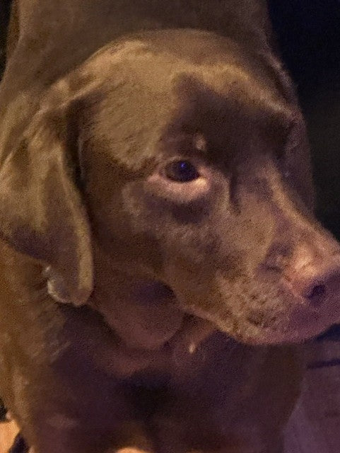    Animatch