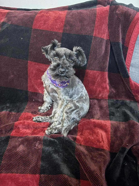    Animatch
