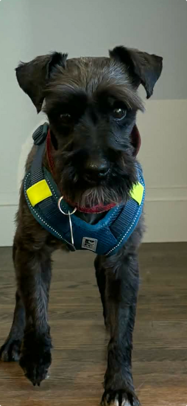 Porto schnauzer Available for Adoption Animatch