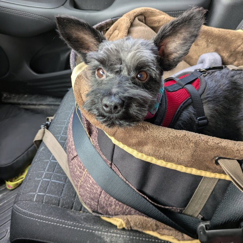 Rosie Schnauzer  Available for Adoption Animatch